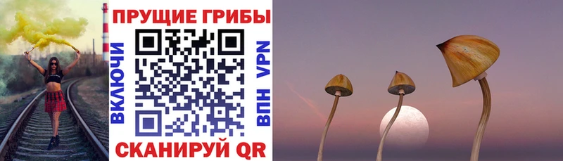 Псилоцибиновые грибы Psilocybe  Демидов 